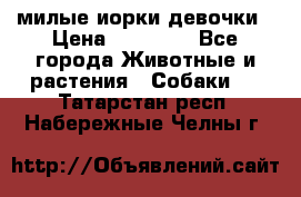 милые иорки девочки › Цена ­ 15 000 - Все города Животные и растения » Собаки   . Татарстан респ.,Набережные Челны г.